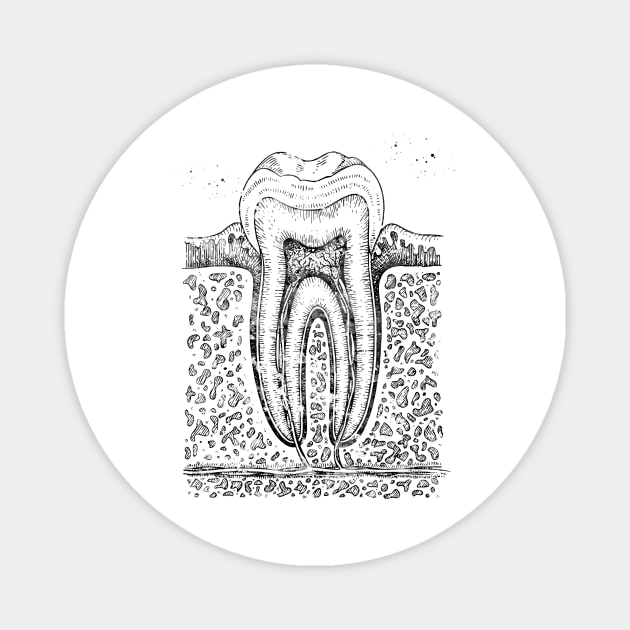 Tooth diagram Magnet by erzebeth